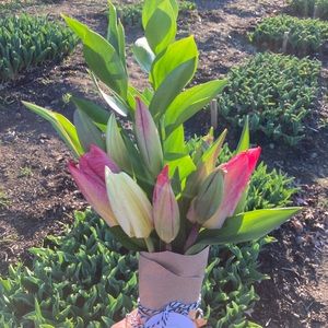 Meet your Posher, Alison